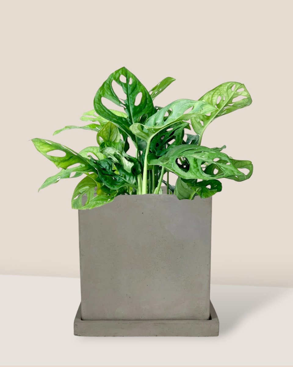 Swiss Cheese Plant - smoffy cement planter - square - Potted plant - Tumbleweed Plants - Online Plant Delivery Singapore