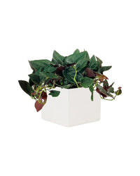 Syngonium Erythrophyllum - bondi cube - Potted plant - Tumbleweed Plants - Online Plant Delivery Singapore