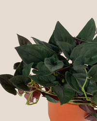Syngonium Erythrophyllum - grow pot - Potted plant - Tumbleweed Plants - Online Plant Delivery Singapore