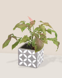 Syngonium Milk Confetti - cement cube planter - Just plant - Tumbleweed Plants - Online Plant Delivery Singapore