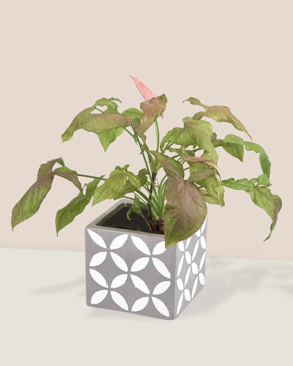 Syngonium Milk Confetti - cement cube planter - Just plant - Tumbleweed Plants - Online Plant Delivery Singapore