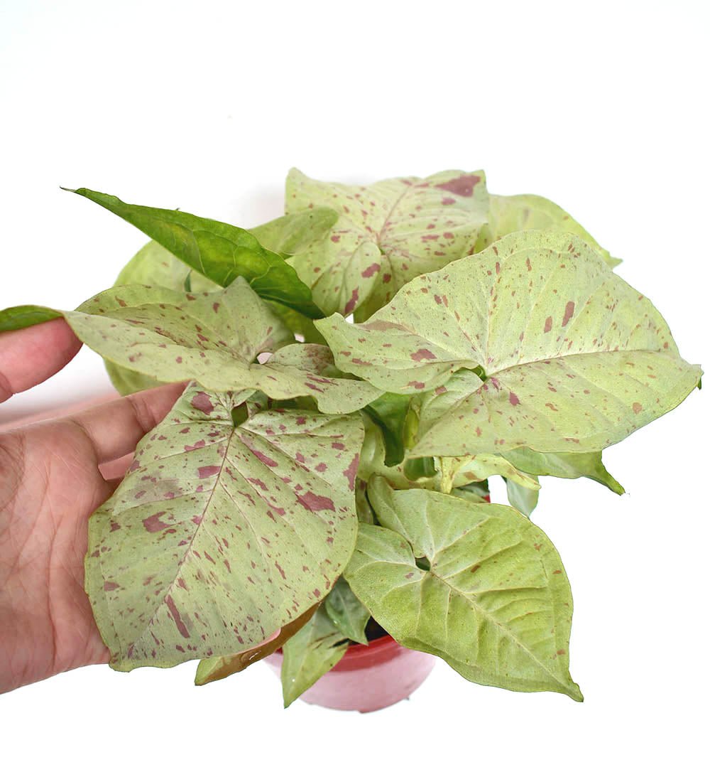 Syngonium Milk Confetti - grow pot - Just plant - Tumbleweed Plants - Online Plant Delivery Singapore