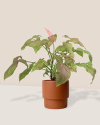 Syngonium Milk Confetti - plinth pot - large/chestnut - Just plant - Tumbleweed Plants - Online Plant Delivery Singapore