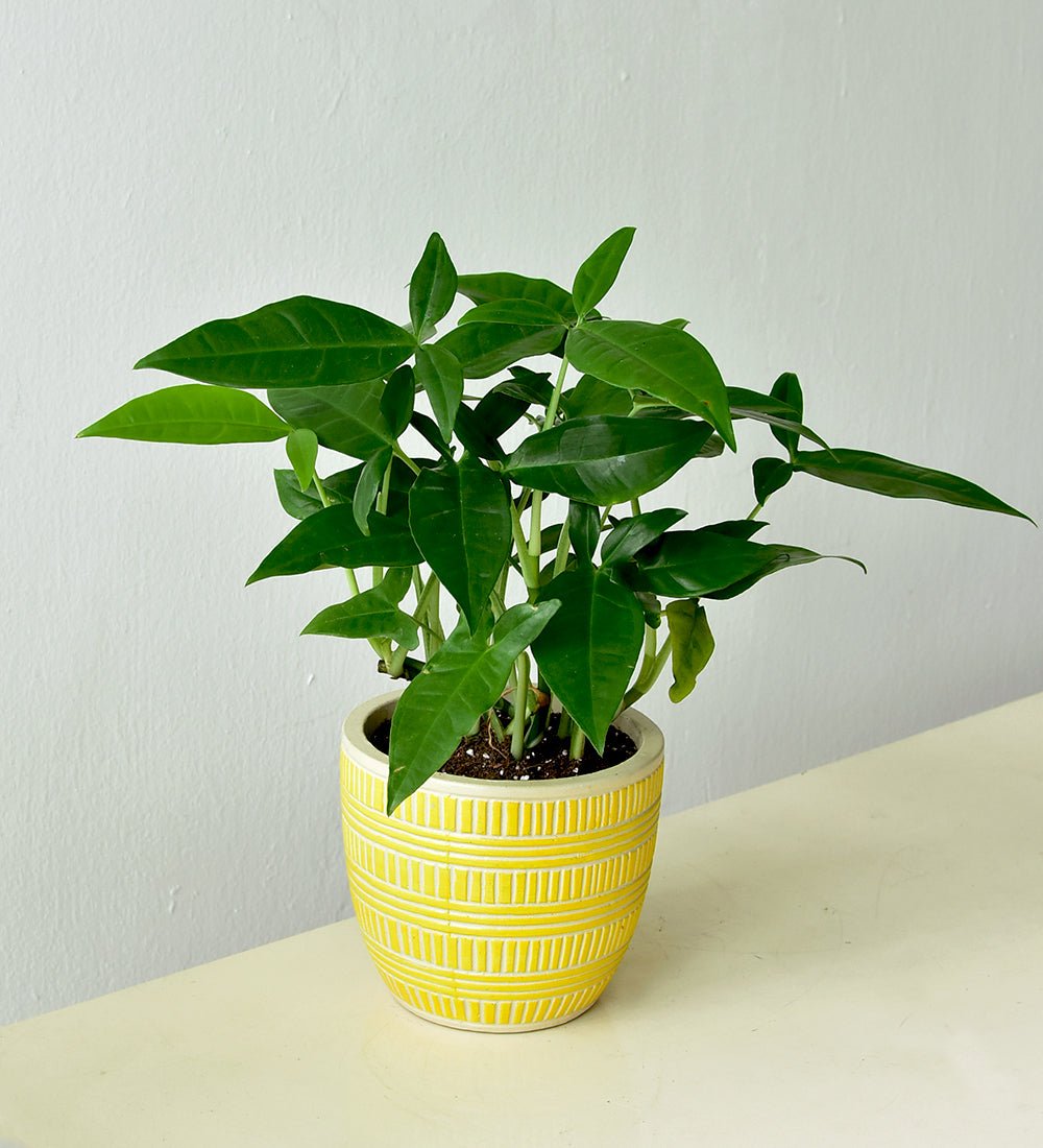 Syngonium Trileaf Wonder - Just plant - Tumbleweed Plants - Online Plant Delivery Singapore