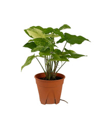 Syngonium White Albo - grow pot - Potted plant - Tumbleweed Plants - Online Plant Delivery Singapore