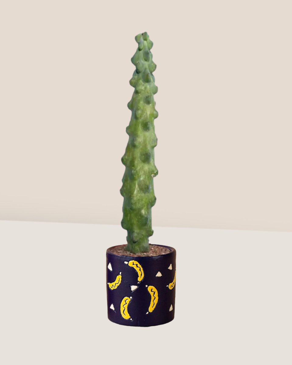 Tall Titty Cactus - grow pot - Just plant - Tumbleweed Plants - Online Plant Delivery Singapore