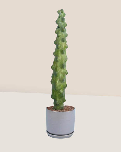 Tall Titty Cactus - grow pot - Just plant - Tumbleweed Plants - Online Plant Delivery Singapore