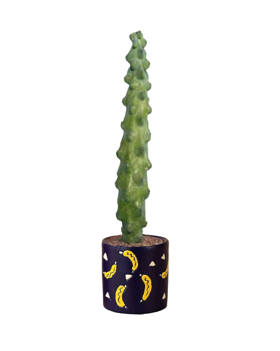 Tall Titty Cactus - grow pot - Potted plant - Tumbleweed Plants - Online Plant Delivery Singapore