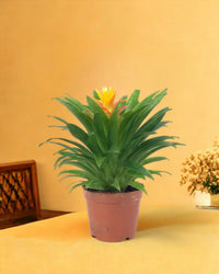 Tangerine Scarlet Star - grow pot - Gifting plant - Tumbleweed Plants - Online Plant Delivery Singapore