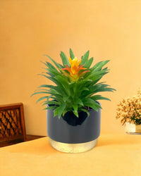Tangerine Scarlet Star - luxe pot - Gifting plant - Tumbleweed Plants - Online Plant Delivery Singapore