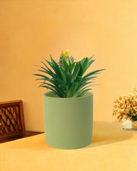 Tangerine Scarlet Star - olive bloom ceramic pot - Gifting plant - Tumbleweed Plants - Online Plant Delivery Singapore