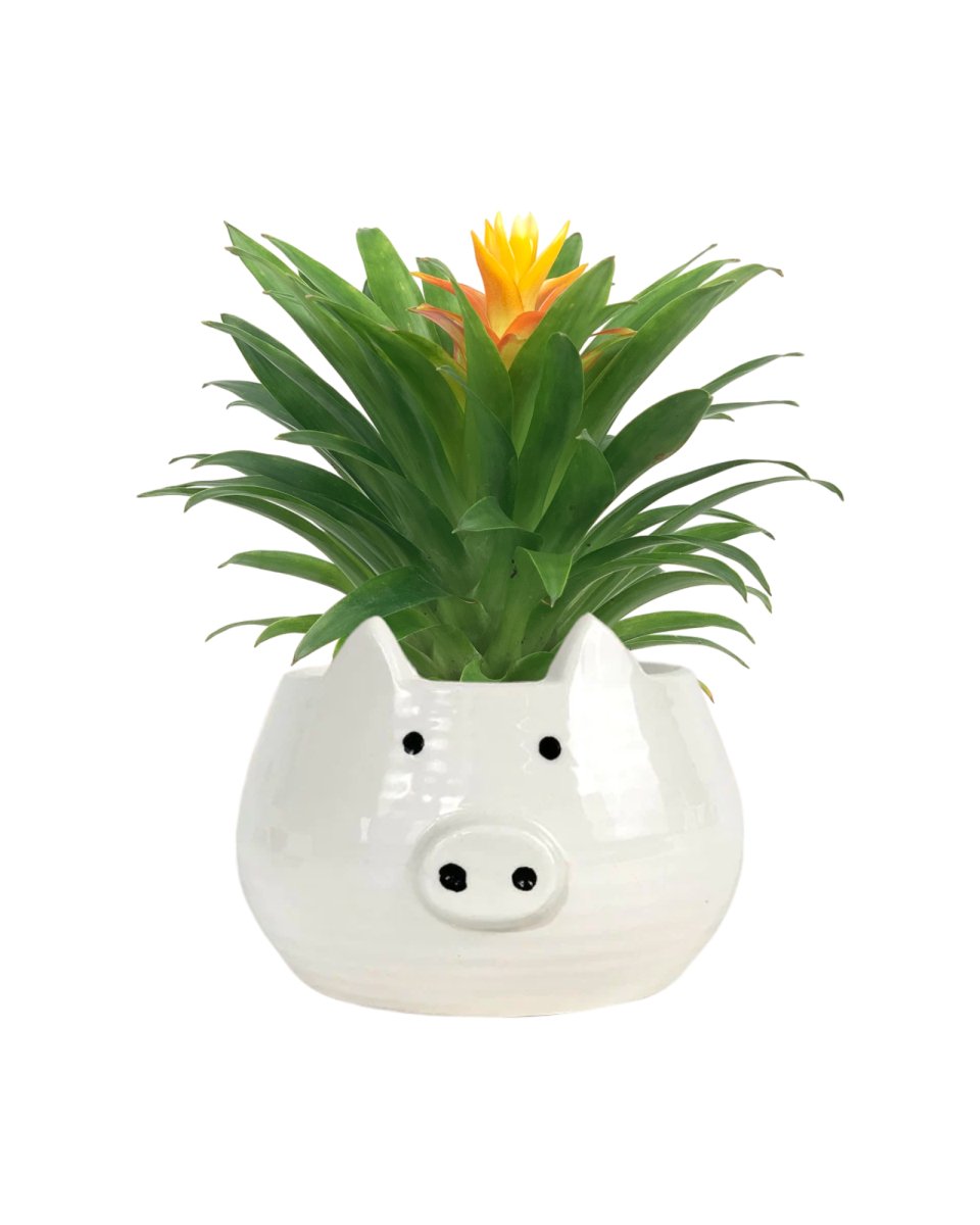 Tangerine Scarlet Star - piggy planter - Gifting plant - Tumbleweed Plants - Online Plant Delivery Singapore