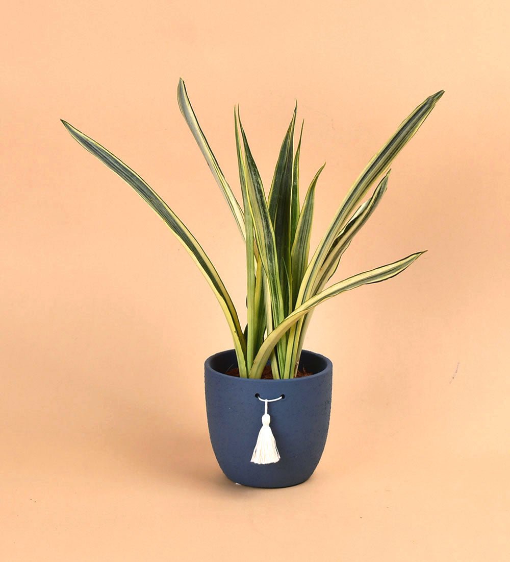 Tassel Pot - Blue - small - Pot - Tumbleweed Plants - Online Plant Delivery Singapore
