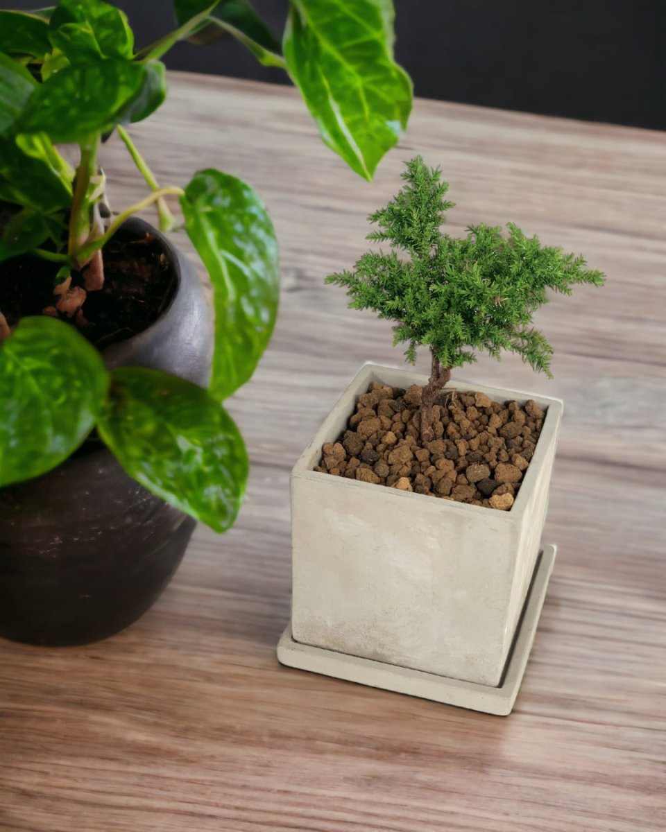 Tenzan Japanese Cedar Bonsai - little cylinder grey with tray planter - Potted plant - Tumbleweed Plants - Online Plant Delivery Singapore