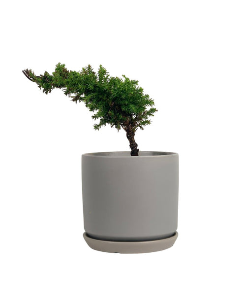 Tenzan Japanese Cedar Bonsai - little cylinder grey with tray planter - Potted plant - Tumbleweed Plants - Online Plant Delivery Singapore