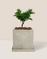 Tenzan Japanese Cedar Bonsai - smoffy cement planter - square - Potted plant - Tumbleweed Plants - Online Plant Delivery Singapore