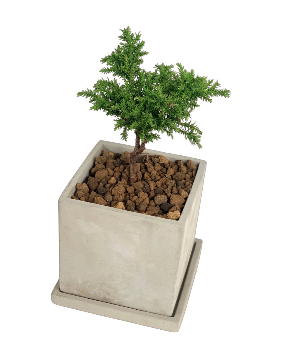 Tenzan Japanese Cedar Bonsai - smoffy cement planter - square - Potted plant - Tumbleweed Plants - Online Plant Delivery Singapore