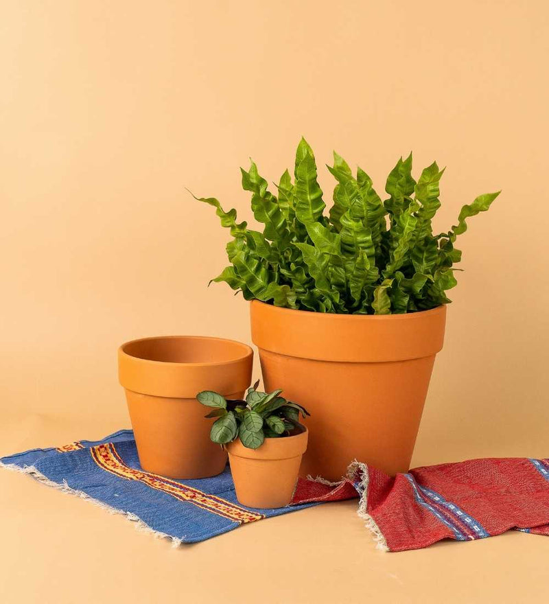 Terracotta Pot - 20cm - Pot - Tumbleweed Plants - Online Plant Delivery Singapore