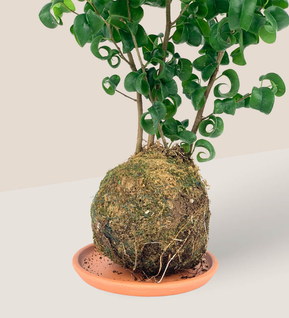 Terracotta Tray - Tray - Tumbleweed Plants - Online Plant Delivery Singapore
