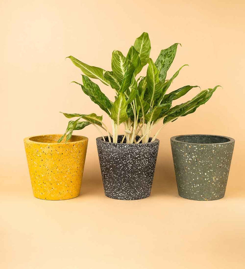 Terrazzo Pots - black - Pot - Tumbleweed Plants - Online Plant Delivery Singapore