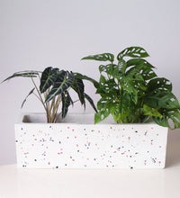 Terrazzo Sill Planters - red and black - Planter - Tumbleweed Plants - Online Plant Delivery Singapore