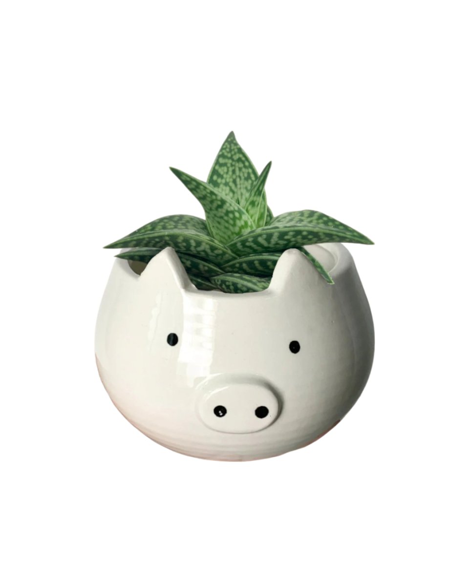 "Tiger" Aloe paired with Piggy Planter