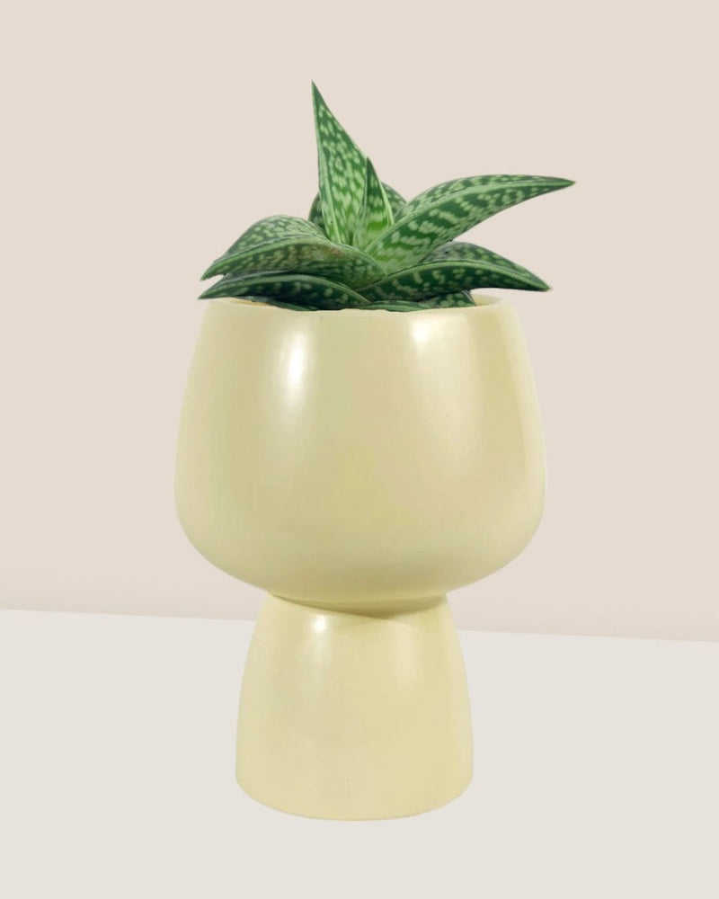 "Tiger" Aloe paired with Ceramic Sand Pot
