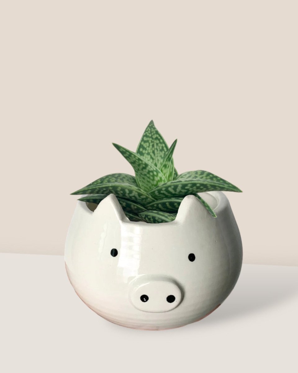 piggy planter