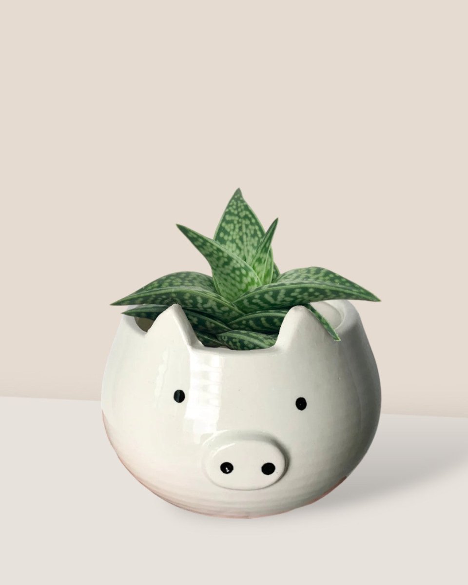 "Tiger" Aloe - piggy planter - Potted plant - Tumbleweed Plants - Online Plant Delivery Singapore