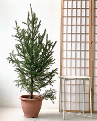 Tim Christmas Tree - grow pot - Gifting plant - Tumbleweed Plants - Online Plant Delivery Singapore