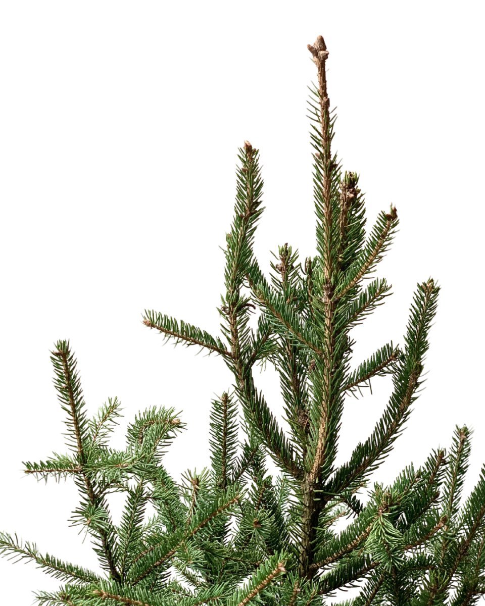 Tim Christmas Tree - grow pot - Gifting plant - Tumbleweed Plants - Online Plant Delivery Singapore