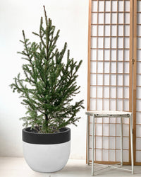 Tim Christmas Tree - large resin planter(white/black) - Gifting plant - Tumbleweed Plants - Online Plant Delivery Singapore