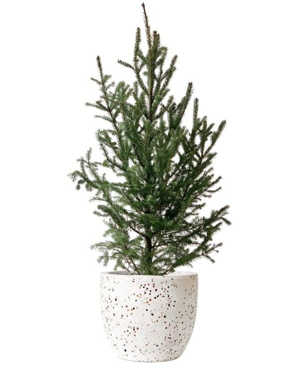 Tim Christmas Tree - large white egg pot - Gifting plant - Tumbleweed Plants - Online Plant Delivery Singapore