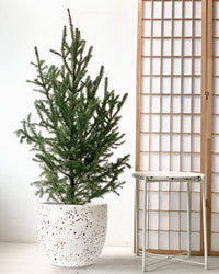 Tim Christmas Tree - large white egg pot - Gifting plant - Tumbleweed Plants - Online Plant Delivery Singapore