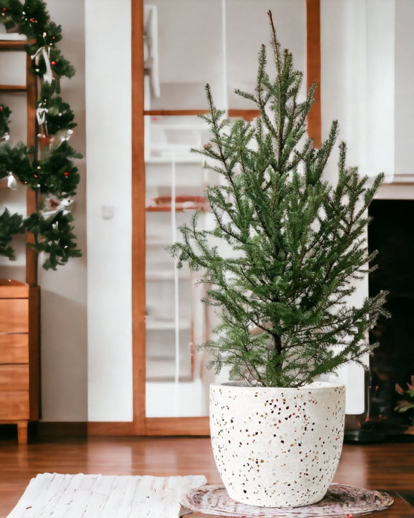 Tim Christmas Tree - large white egg pot - Gifting plant - Tumbleweed Plants - Online Plant Delivery Singapore