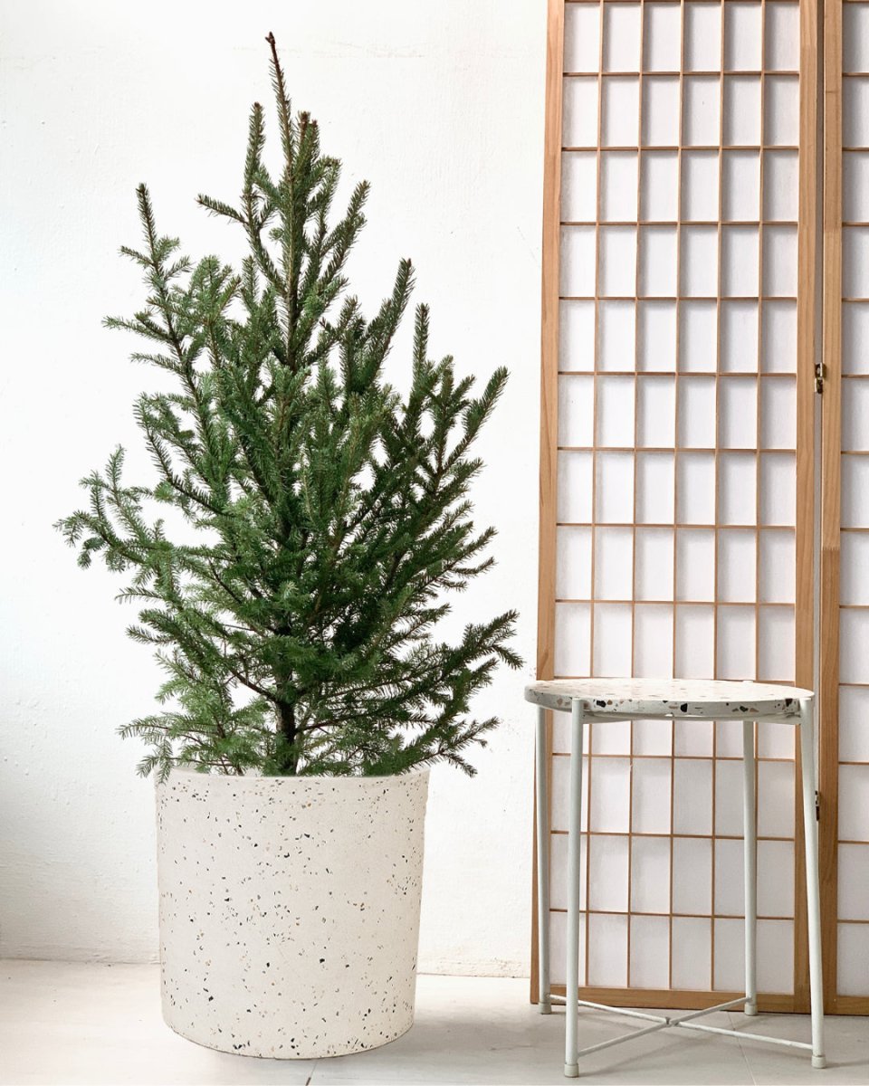 Tim Christmas Tree - large white terrazzo cylinder planter - Gifting plant - Tumbleweed Plants - Online Plant Delivery Singapore