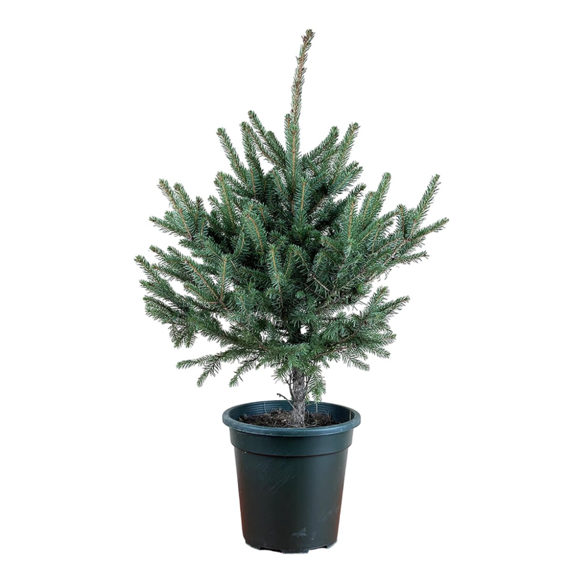 Tiny Tim Christmas Tree - brown moon pot - large - Gifting plant - Tumbleweed Plants - Online Plant Delivery Singapore