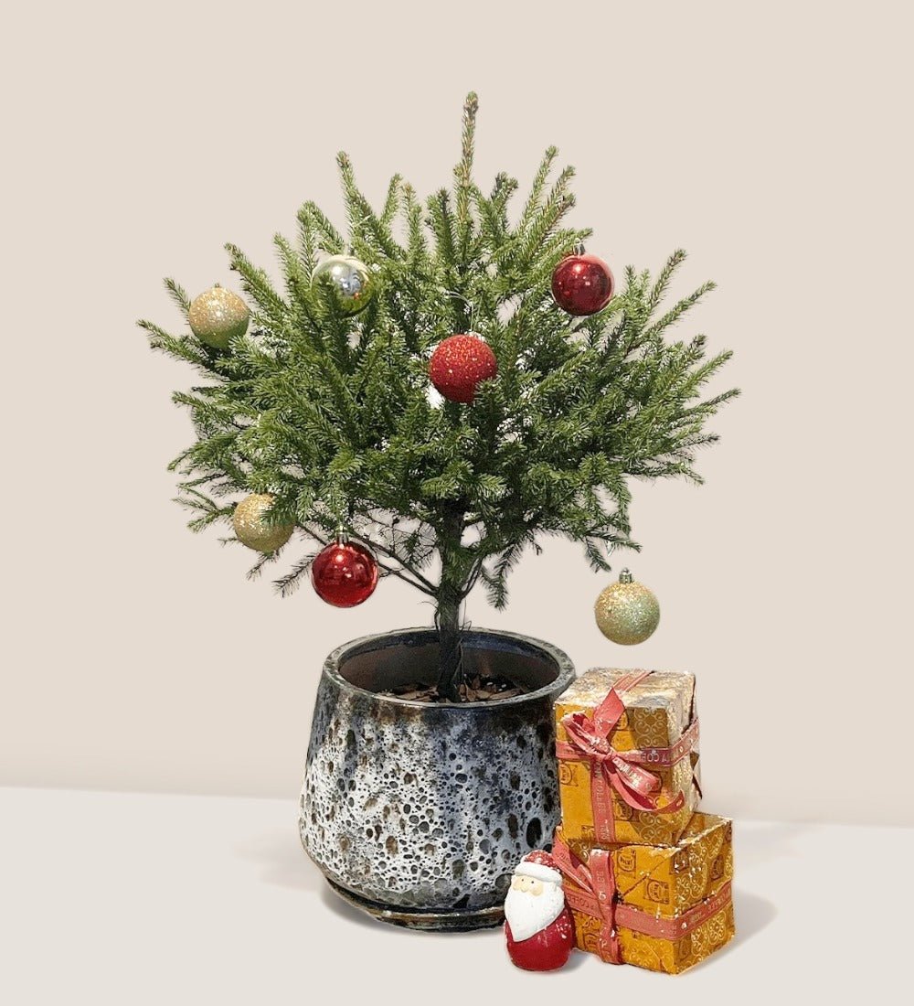 Tiny Tim Christmas Tree - brown moon pot - large - Gifting plant - Tumbleweed Plants - Online Plant Delivery Singapore