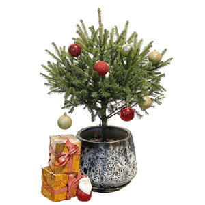 Tiny Tim Christmas Tree - brown moon pot - large - Gifting plant - Tumbleweed Plants - Online Plant Delivery Singapore