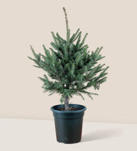 Tiny Tim Christmas Tree - grow pot - Gifting plant - Tumbleweed Plants - Online Plant Delivery Singapore