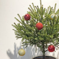 Tiny Tim Christmas Tree - brown moon pot - Gifting plant - Tumbleweed Plants - Online Plant Delivery Singapore