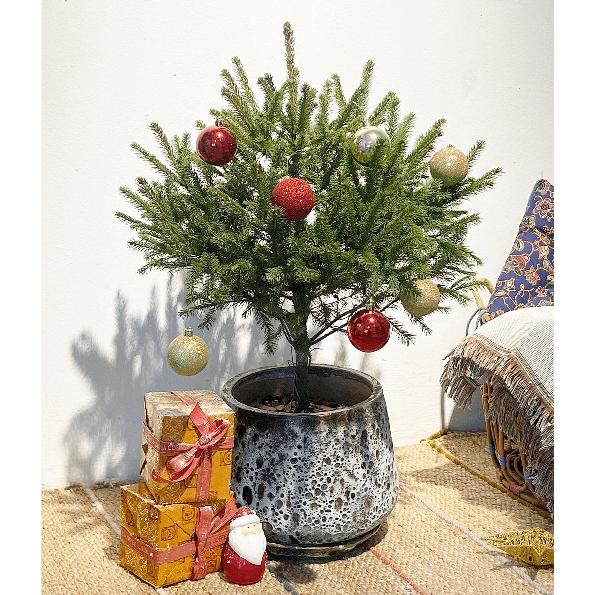 Tiny Tim Christmas Tree - brown moon pot - Gifting plant - Tumbleweed Plants - Online Plant Delivery Singapore