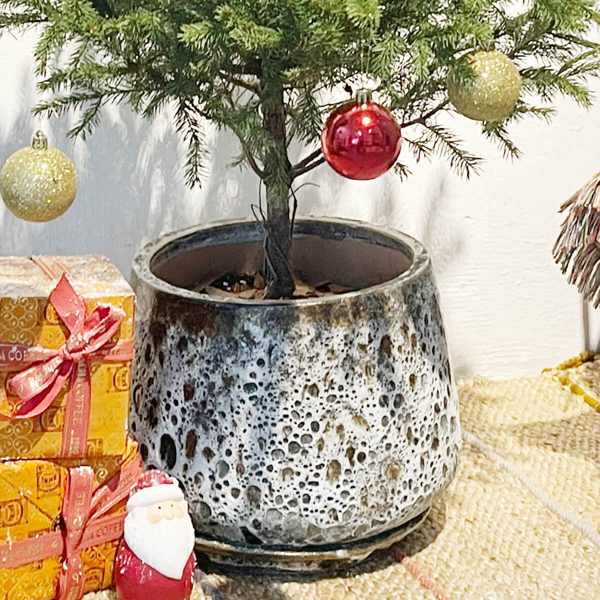 Tiny Tim Christmas Tree - brown moon pot - Gifting plant - Tumbleweed Plants - Online Plant Delivery Singapore