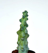 Titty Cactus - plastic pot - Just plant - Tumbleweed Plants - Online Plant Delivery Singapore