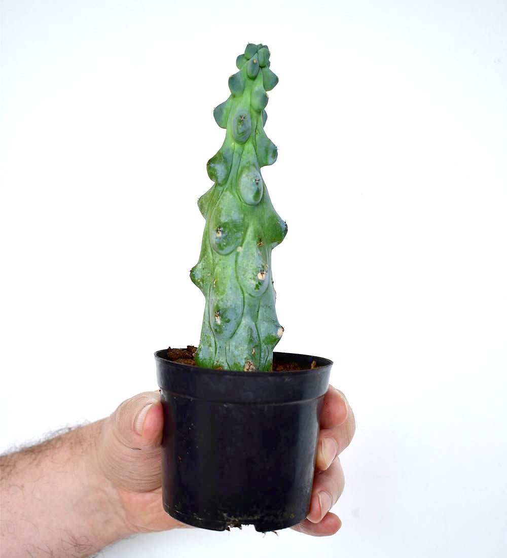 Titty Cactus - plastic pot - Just plant - Tumbleweed Plants - Online Plant Delivery Singapore