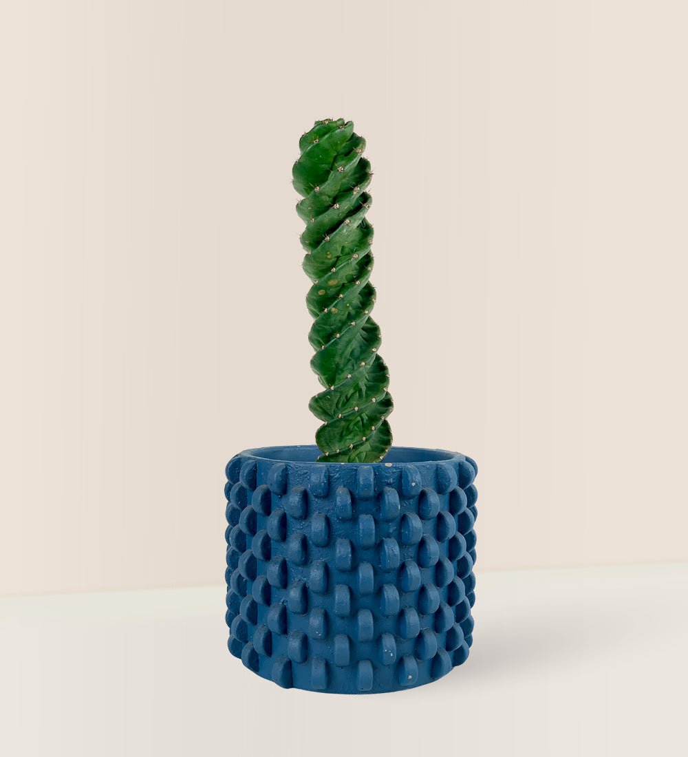 Tornado Cactus - large carter planter - Just plant - Tumbleweed Plants - Online Plant Delivery Singapore