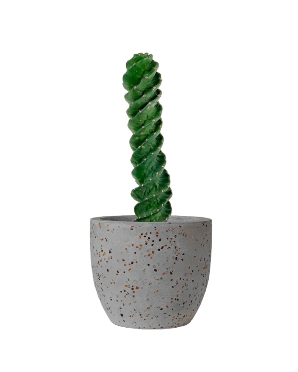 Tornado Cactus - little egg pot - grey - Just plant - Tumbleweed Plants - Online Plant Delivery Singapore