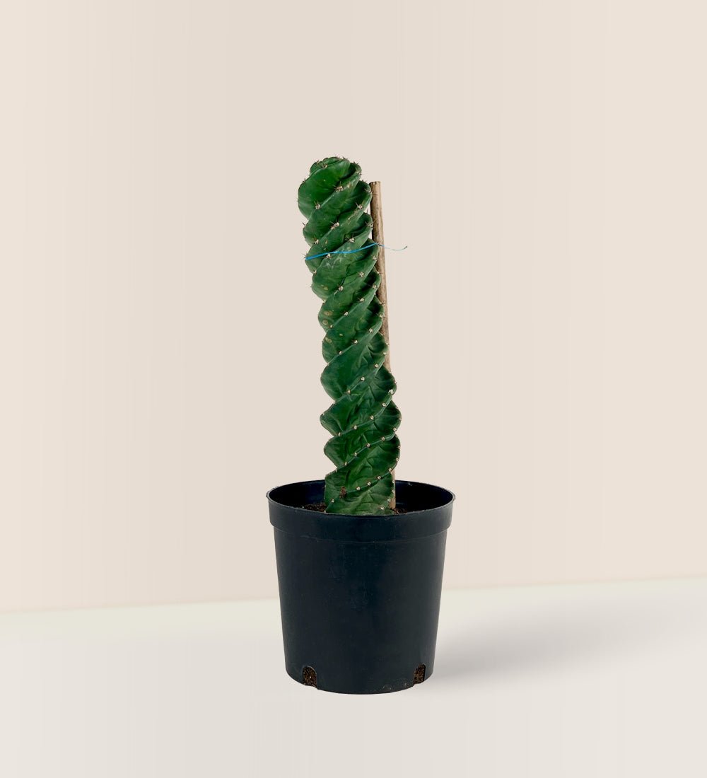 Tornado Cactus - plastic pot - Just plant - Tumbleweed Plants - Online Plant Delivery Singapore
