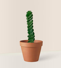 Tornado Cactus - terracotta pot - Just plant - Tumbleweed Plants - Online Plant Delivery Singapore