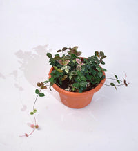 Trachelosperum Asiaticum - plastic pot - Just plant - Tumbleweed Plants - Online Plant Delivery Singapore